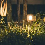 Close-up Photography of Grass at Night